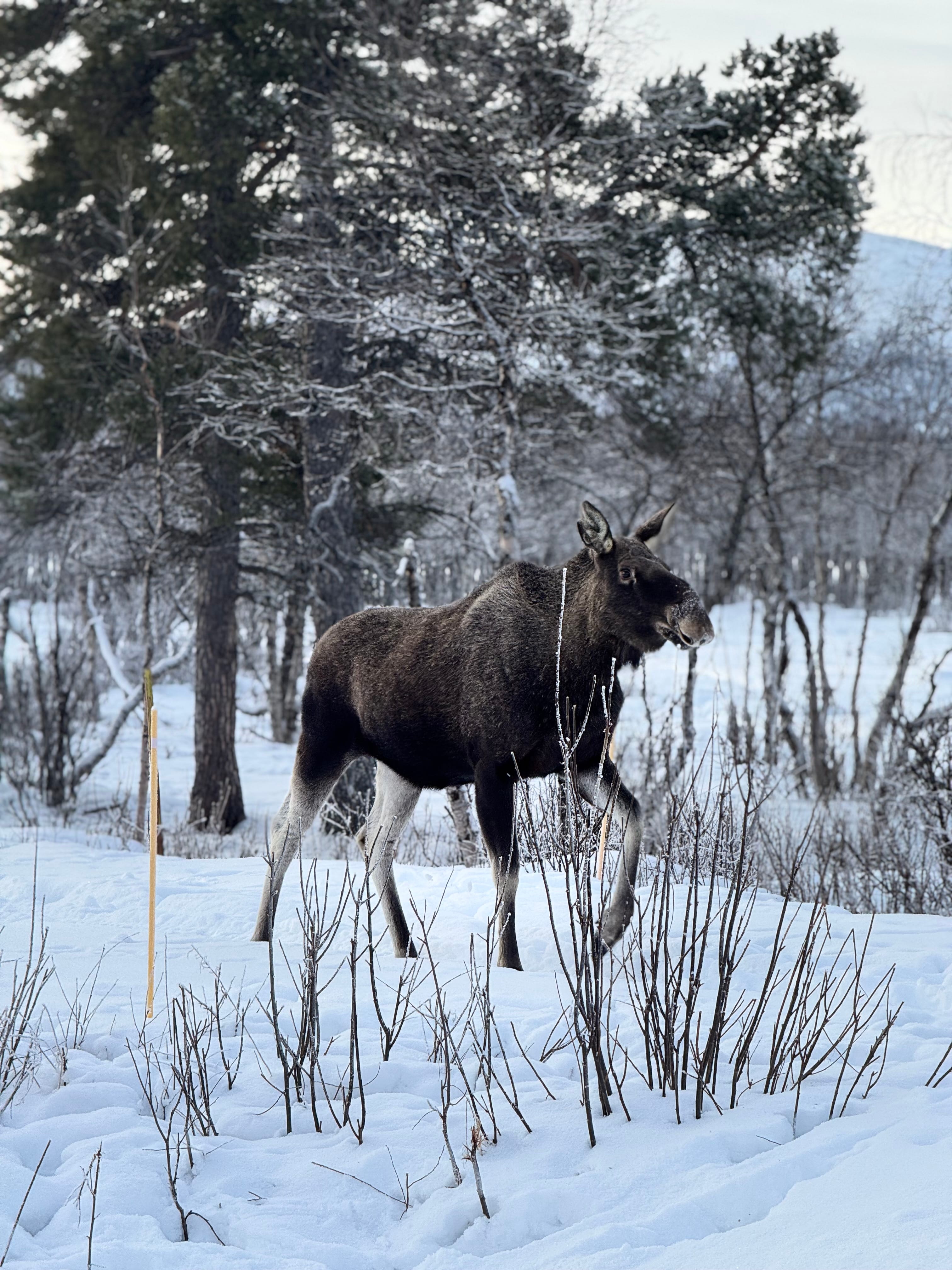 Moose in the wilderness view from the van
