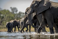 Elephant Interaction Experience 1