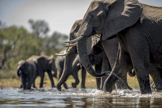 Elephant Interaction Experience