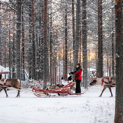 Giro prioritario con le renne – Corsia veloce per il tuo percorso nella Foresta con slitta trainata da renne