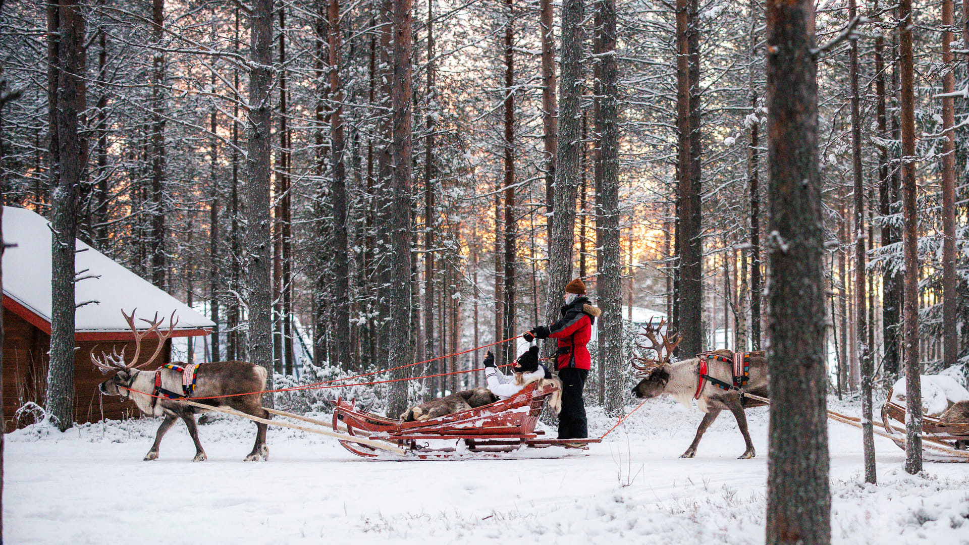 Priority reindeer sleigh ride - Santa Claus Reindeer
