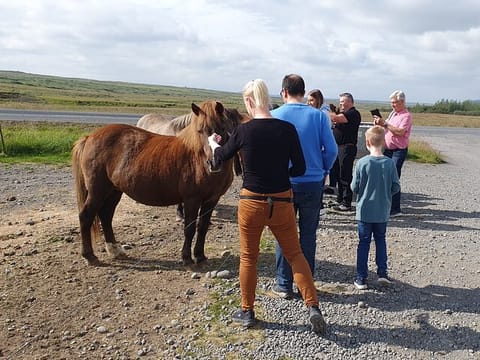 Horse petting