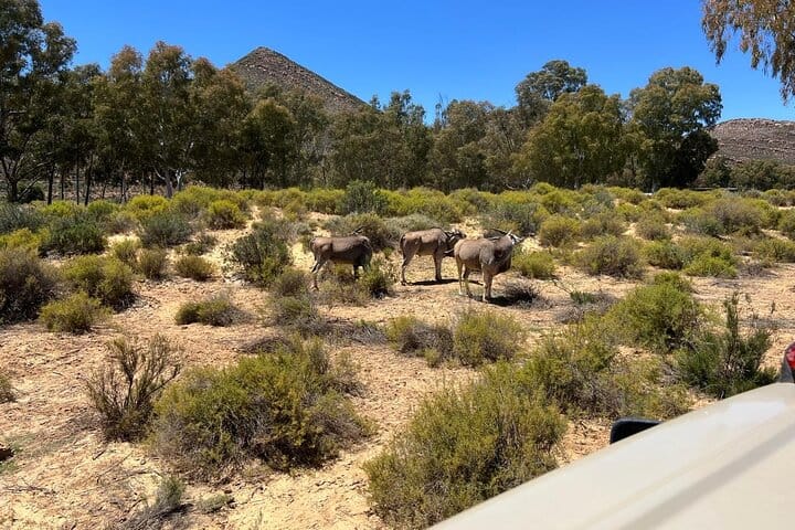 Cape Town Aquila Game Reserve Big 5 Sunset Safari with Transport