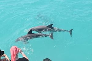 Key West: Dolphin Watching cruise & Snorkeling unlimited beer & soda 