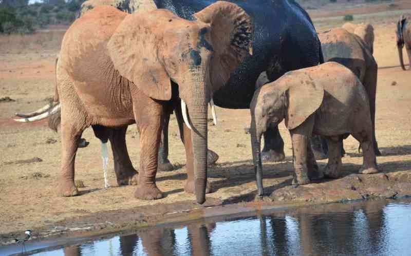 elephants-in a -water-hole-tsavo-salt-lick-safari