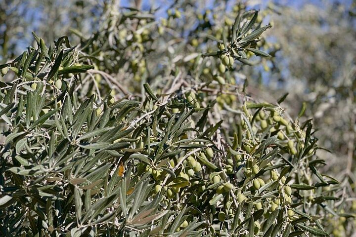 Shared Porto wine Tour By Minivan And Train