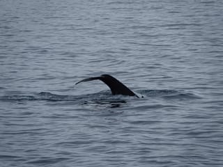 2.5-3 Hour Private Whale Watching on a yacht in Reykjavík, photo 19