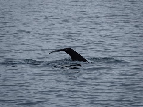 2.5-3 Hour Private Whale Watching on a yacht in Reykjavík, photo 19