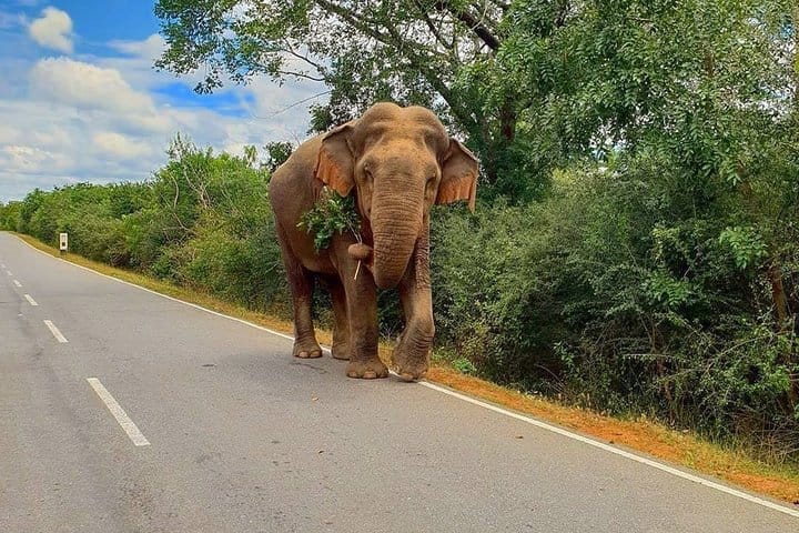 8 Days Guided Cultural Small Group Tour of Sri Lanka
