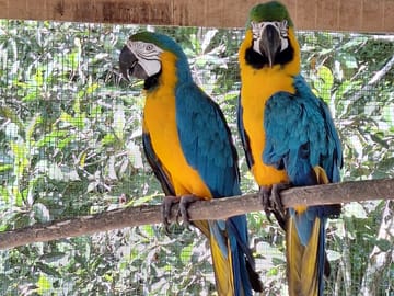 Iquitos Butterfly Farm and Kukama Community Tour