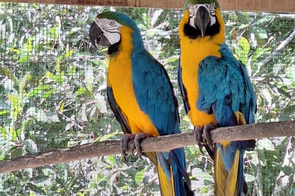 Pilpintuwasi Butterfly Farm and Native Tribes