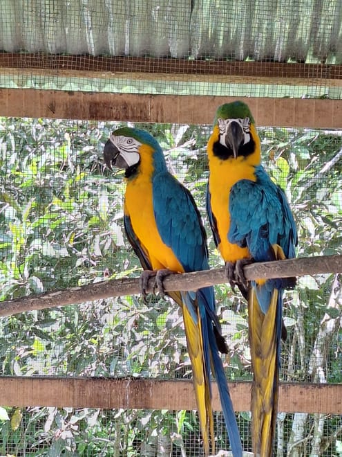 Pilpintuwasi Butterfly Farm and Native Tribes 3