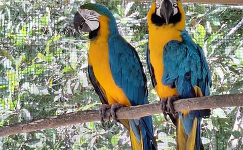 Iquitos Butterfly Farm and Kukama Community Tour