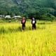 Authentic Sapa Trekking With Local Family Homestay (2d1n by bus)