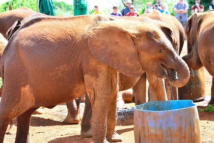 Best of Nairobi Highlight Full Day Private Tour