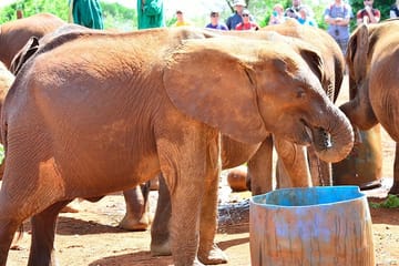 Nairobi Full Day Private Tour of Wildlife and Culture