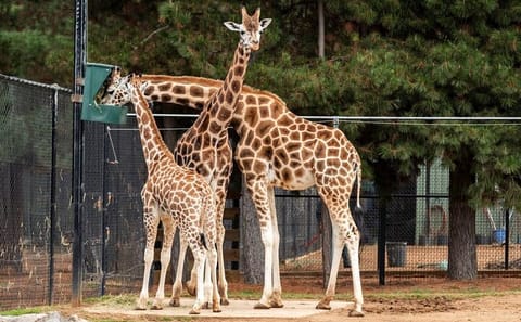 Nairobi City Tour: Giraffe Centre, Museum & Bomas Show