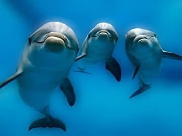 Snorkeling and Dolphin Swimming Tour at Orange Bay, Egypt