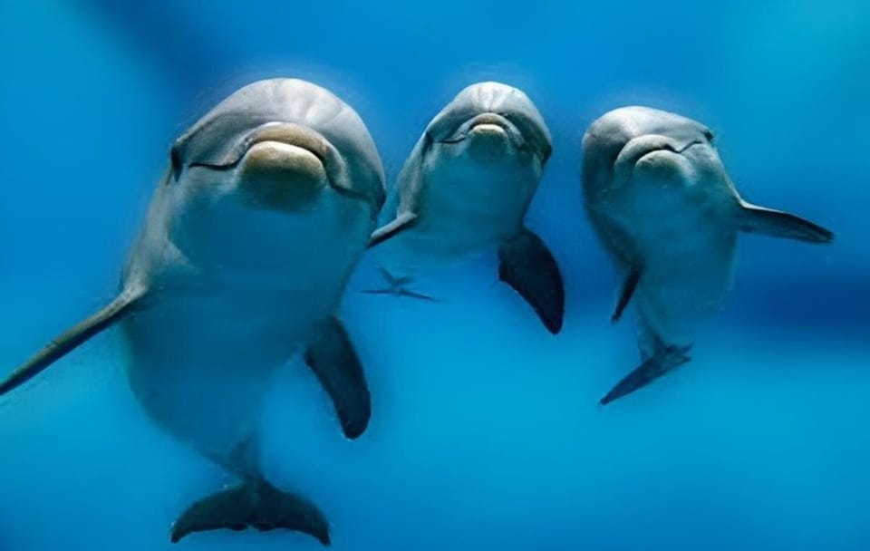 Snorkeling and Dolphin Swimming Tour at Orange Bay, Egypt