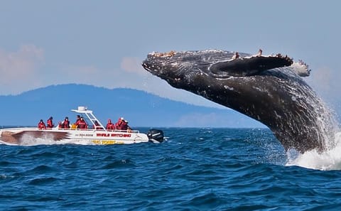 Wild Wonders Of Sri Lanka | 7 Days