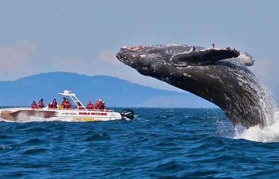 Wild Wonders Of Sri Lanka | 7 Days