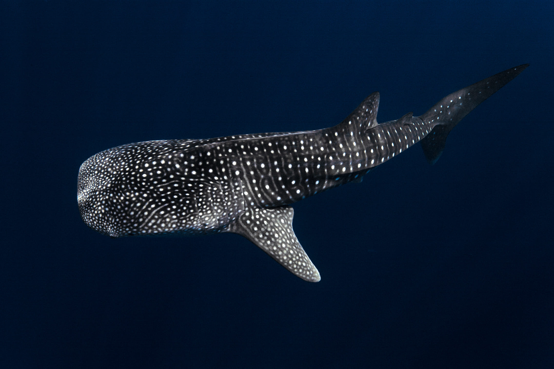 透き通った青い海の中を優雅に泳ぐ雄大なジンベイザメ。