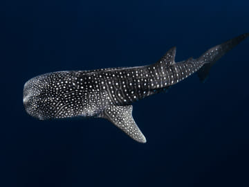Dive with Tiger Sharks in Fuvahmulah, Maldives - 8 Days