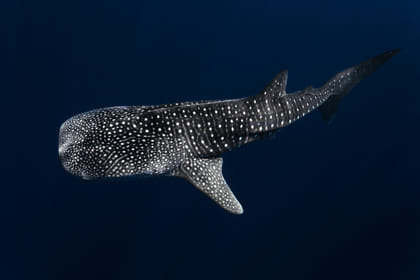 Dive with Tiger Sharks in Fuvahmulah, Maldives - 8 Days