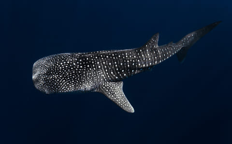 Dive with Tiger Sharks in Fuvahmulah, Maldives - 8 Days