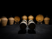 Organic Winery Visit near Turin with Wine & Food Tasting 6