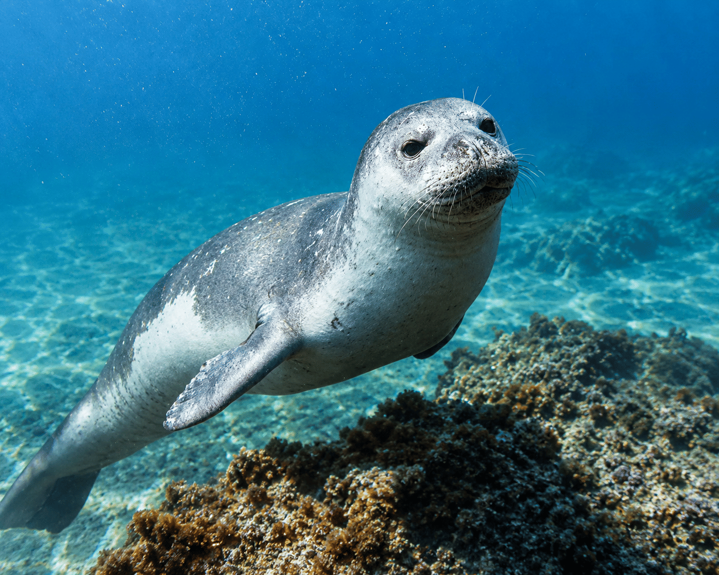 scuba diving experience try madeira funchal