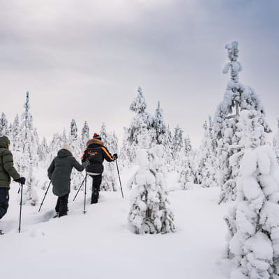 Snowshoe trip to meet reindeer in Rovaniemi - Image 2