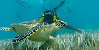 SNORKELING WITH TURTLES  6