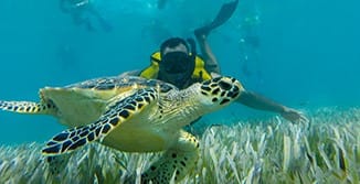 SNORKELING WITH TURTLES  6