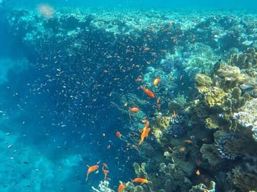 Snorkeling Adventure at Ras Mohamed and The White Island