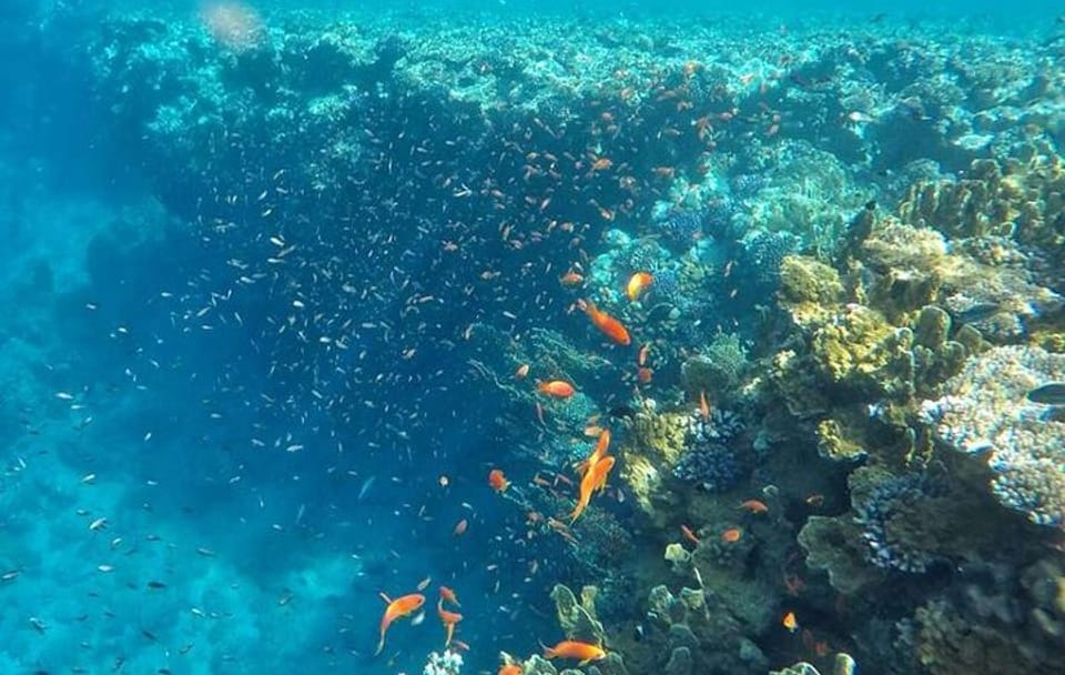 Snorkeling trip to Ras Mohamed & The White Island aboard Luxury Yacht