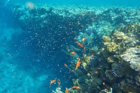 Snorkeling trip to Ras Mohamed & The White Island aboard Luxury Yacht