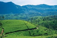 03 Day Tour Kandy and Nuwara Eliya from Kandy  7