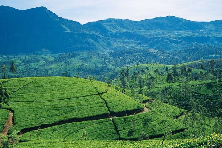 03 Day Tour Kandy and Nuwara Eliya from Kandy  7