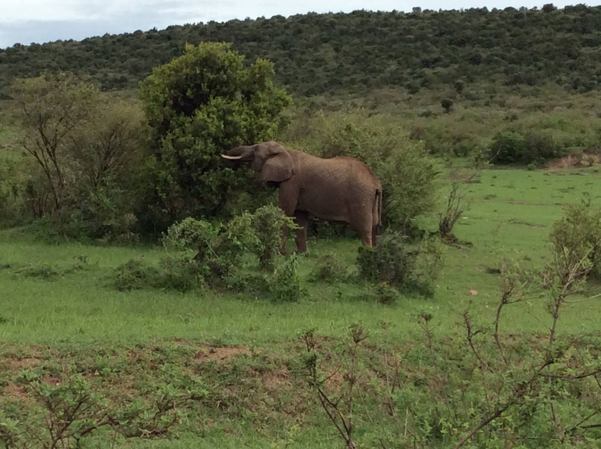 Single elephant grazing -Masai Mara