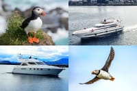 Puffin Watching Yacht Cruise from Downtown Reykjavík – Small Group Experience 1