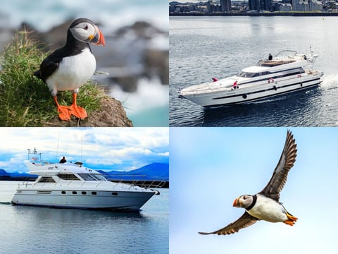 Puffin Watching Yacht Cruise from Downtown Reykjavík – Small Group Experience