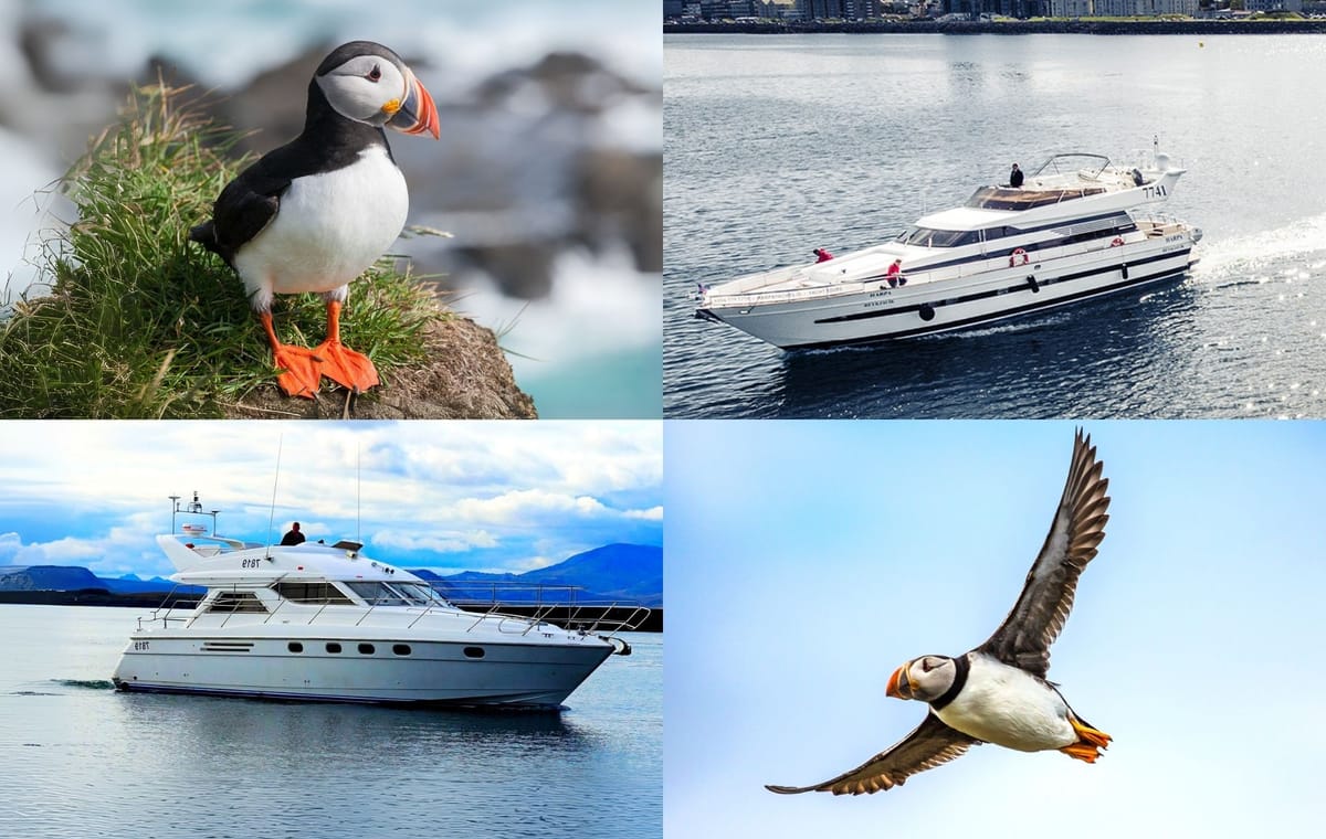 Puffin Watching Yacht Cruise from Downtown Reykjavík – Small Group Experience