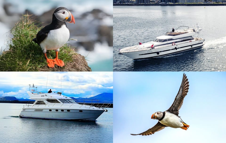 Puffin Watching Yacht Cruise in Reykjavík for Small Groups
