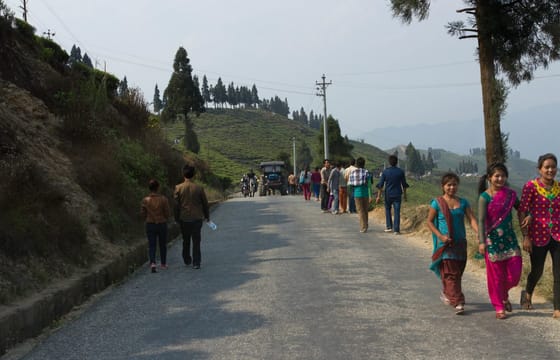 7 days Short Hike & Getaway to Ilam Tea Garden