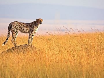 3Day Small Group Masai Mara Safari Tour