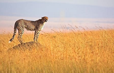3Day Small Group Masai Mara Safari Tour
