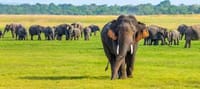 2 Day Udwalawa Safari Tour 4