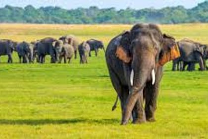 2 Day Udwalawa Safari Tour