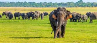 2 Day Udwalawa Safari Tour 4